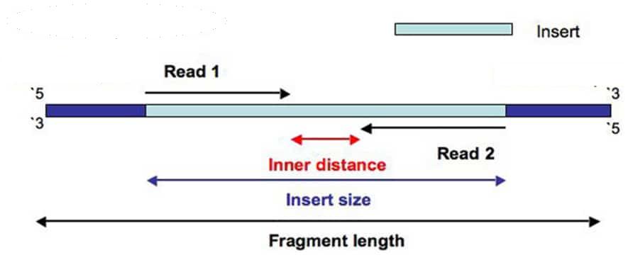 Insert size in Paired-ends reads