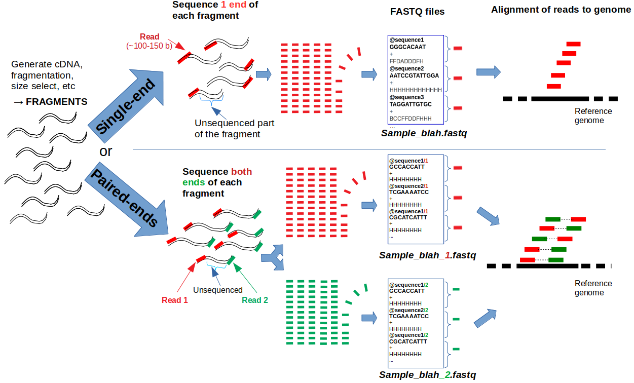 **Single-end** and **Paired-ends** reads: a global view