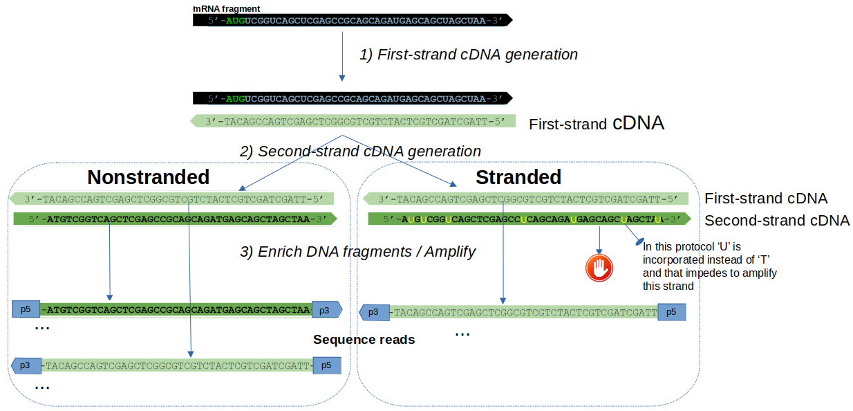 SeqNjoy: Complete RNA-Seq workflows in your Desktop