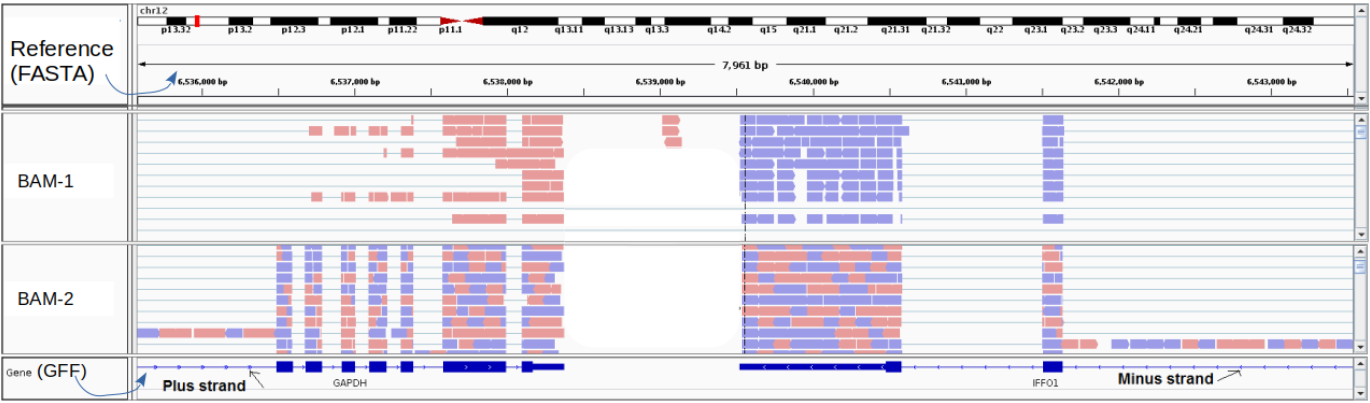 What are the strandness protocols in BAM-1 and in BAM-2?