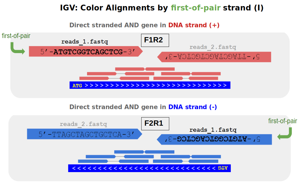 Direct stranded: read pairs in red for genes in forward (+) strand and in blue for genes in reverse (-) strand.