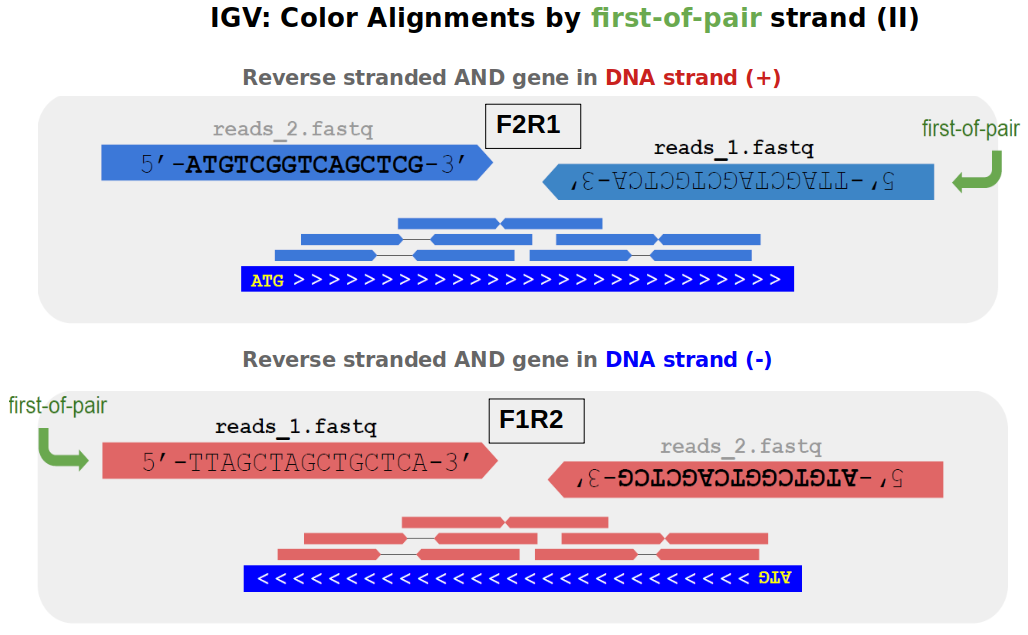 Reverse stranded: read pairs in blue for genes in forward (+) strand and in red for genes in reverse (-) strand.