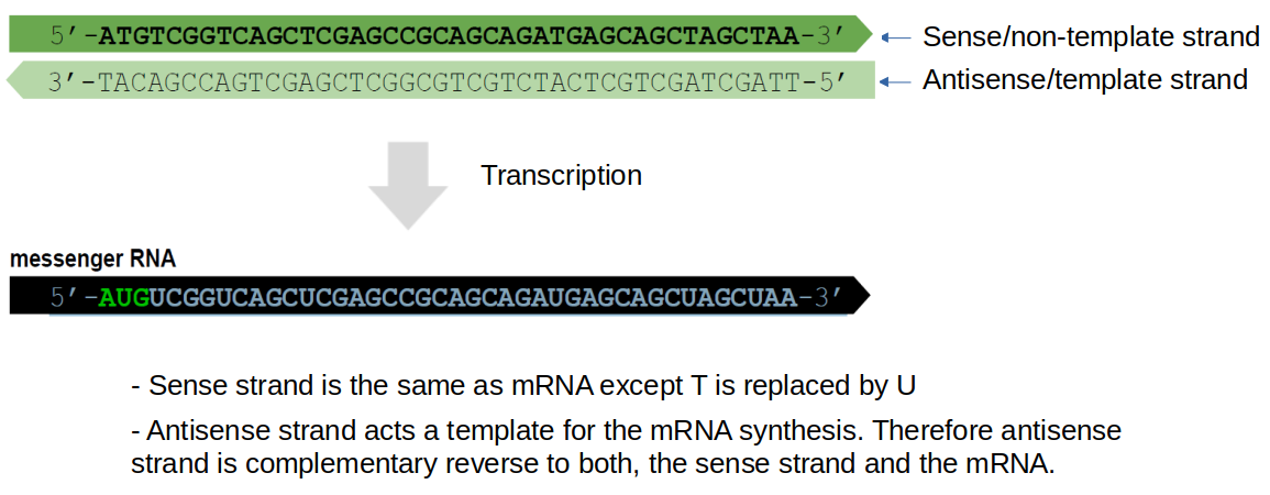 Sense and antisense strands in the transcription