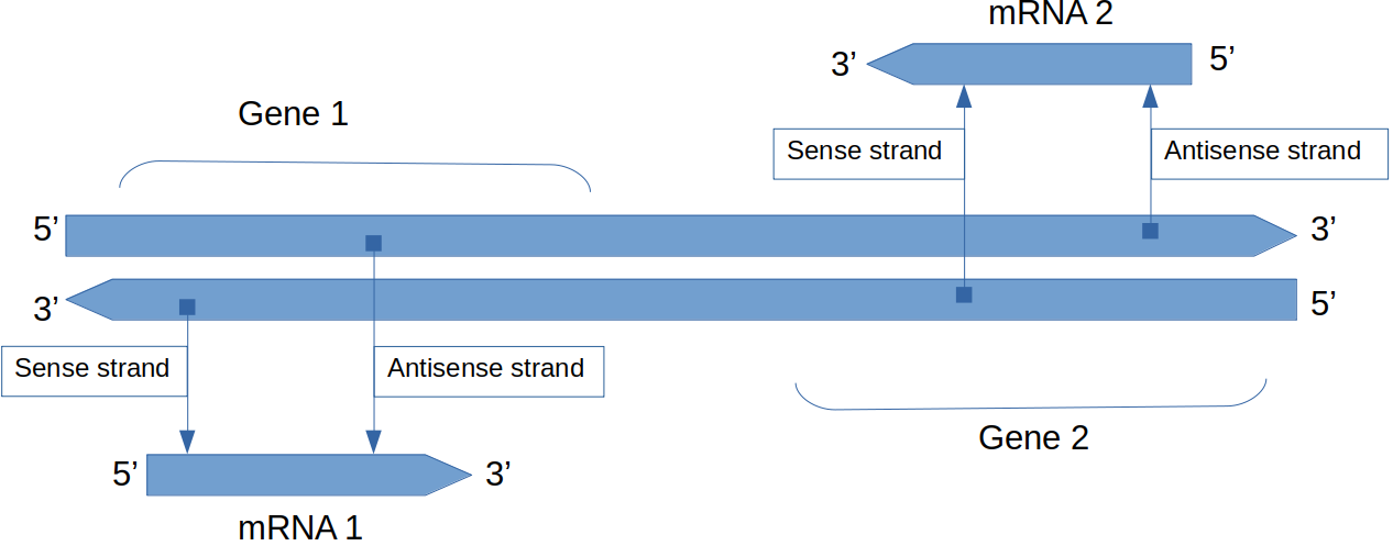 Sense and antisense strandness depends on the gene