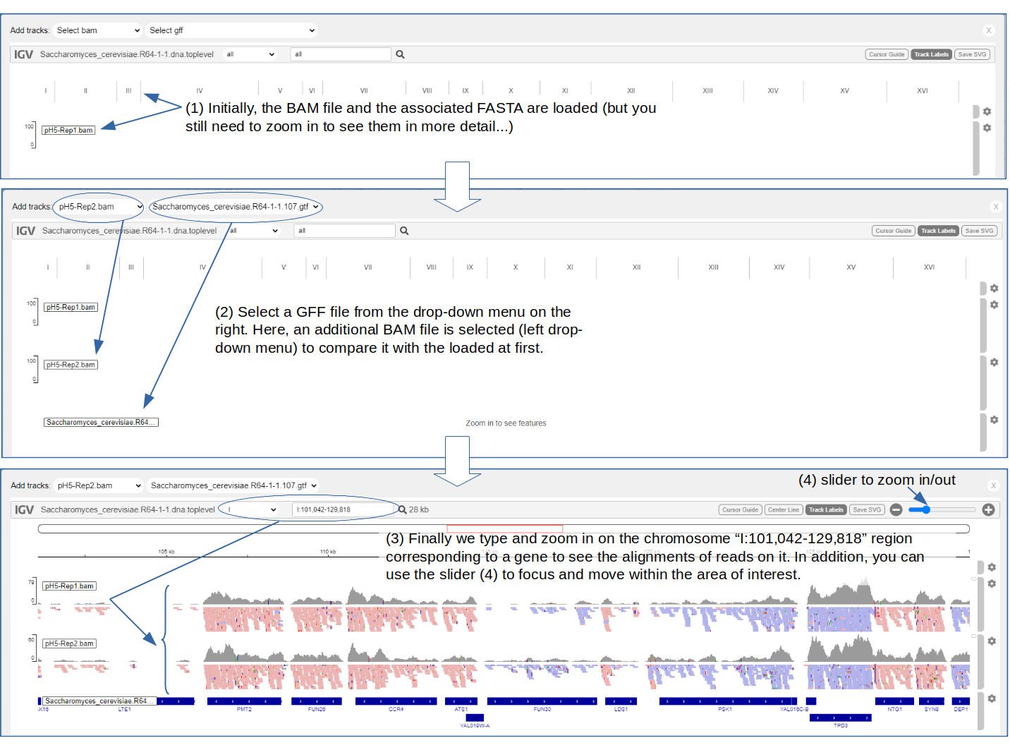 A simple usage example of IGV to compare two BAM files in a certain genomic region.